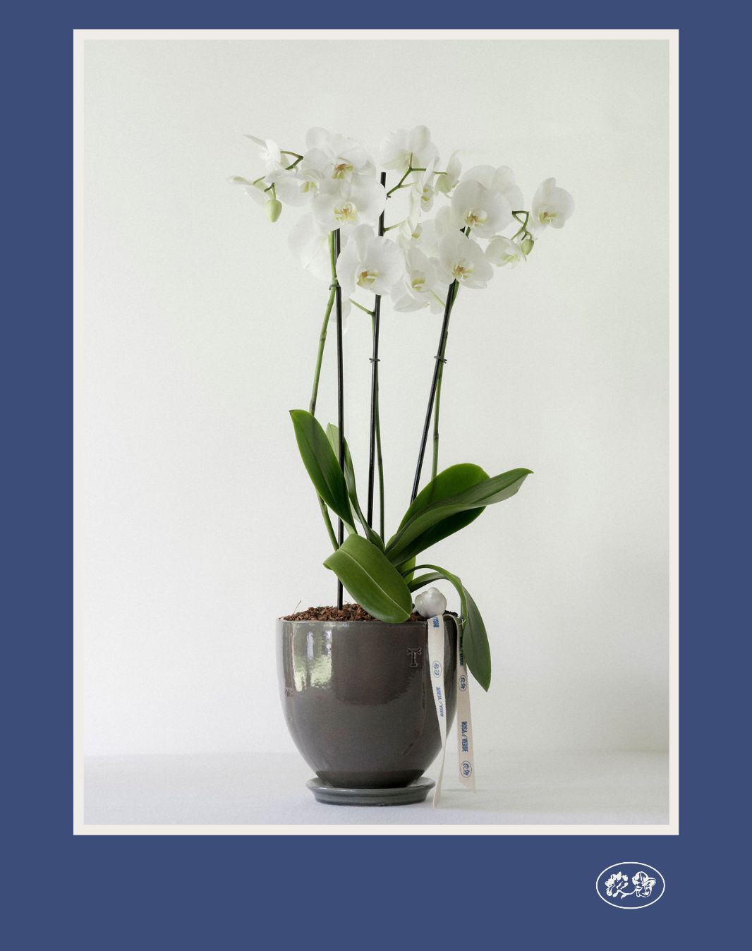 Orquídea 01: Orquídea en maceta de cerámica