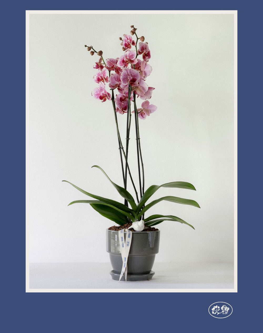 Orquídea 02: Orquídea en maceta de cerámica