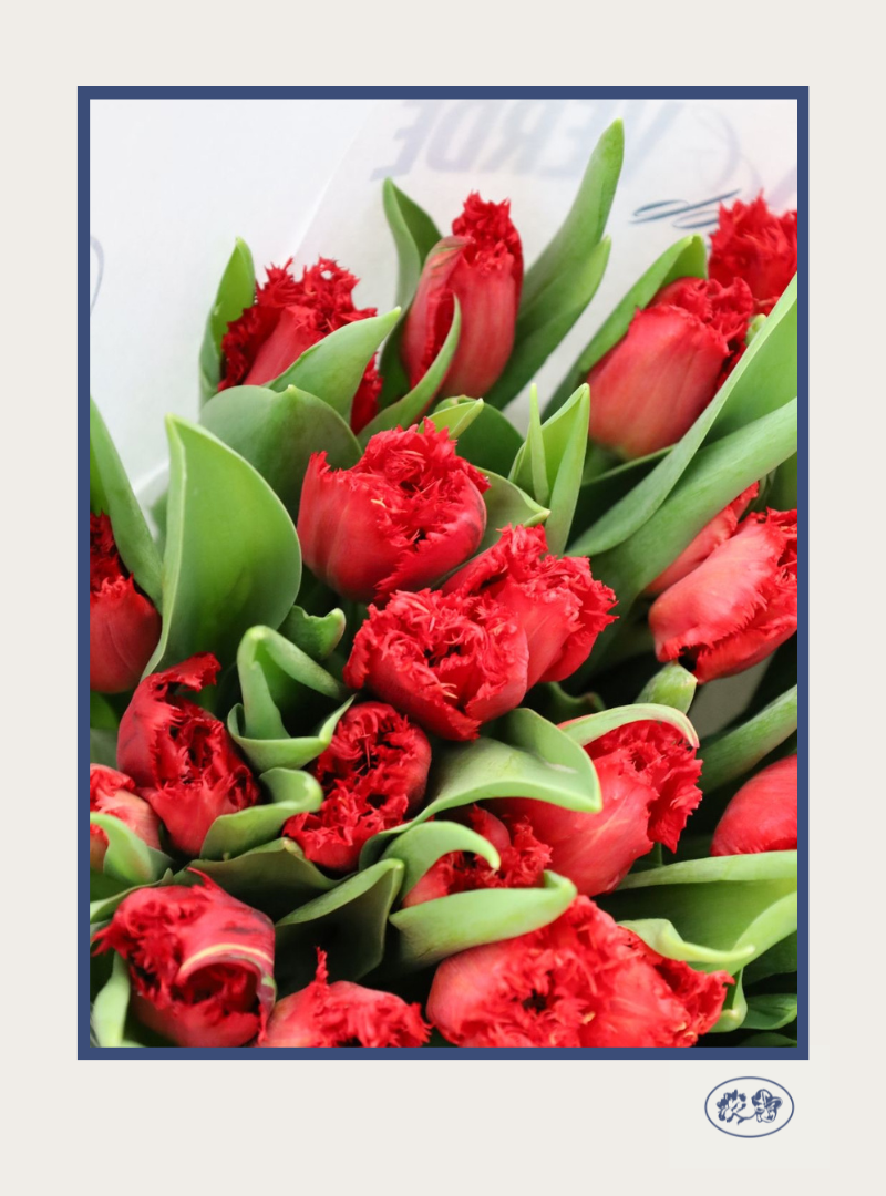 Tulipanes Ana Julia