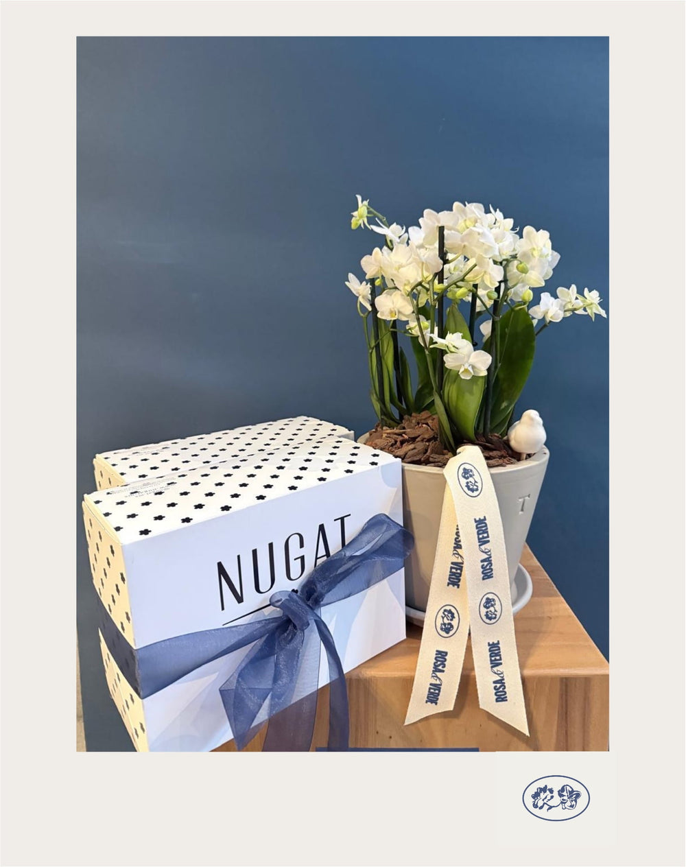 Mini orquídea Adriana en maceta de cerámica con caja de conchas de pan dulce